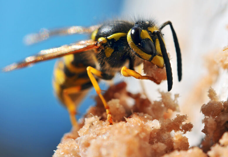 Single Portfolio: Big Slider